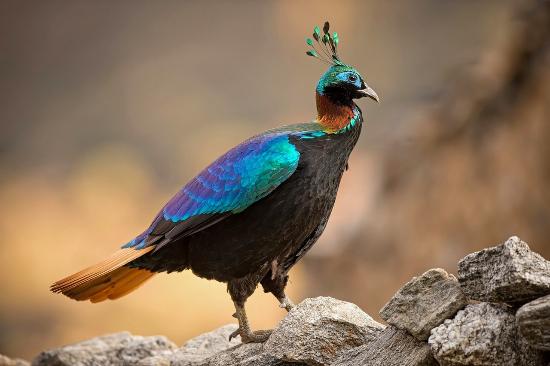 Some protected birds of Nepal